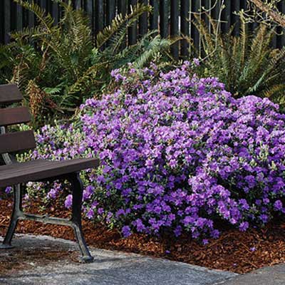 rhododendron-ramapo