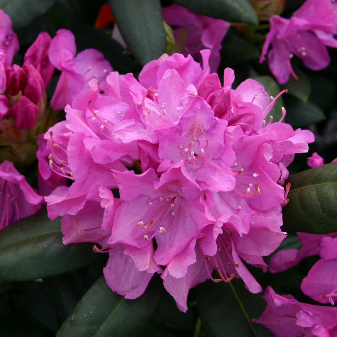 rhododendron-roseum-elegans