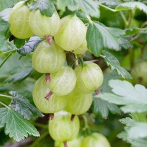 ribes-uva-crispa-invicta