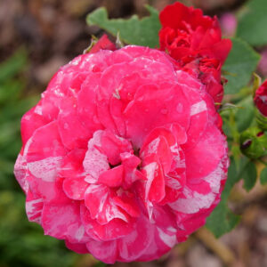 rosa-oso-easy-red-stripe