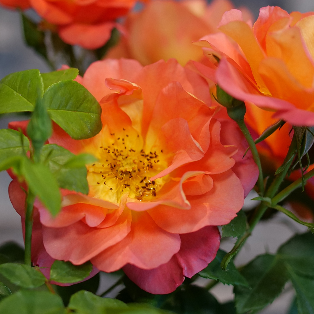 rosa-rise-up-emberays