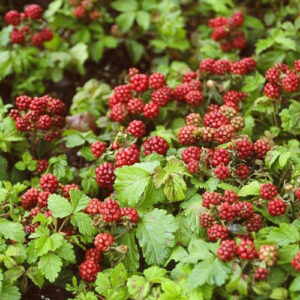 rubus-arcticus-subsp-stellatus-anna