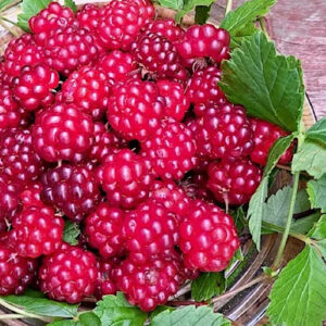 rubus-arcticus-subsp-stellatus-valentina