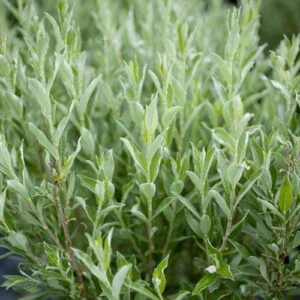 salix-brachycarpa-blue-fox