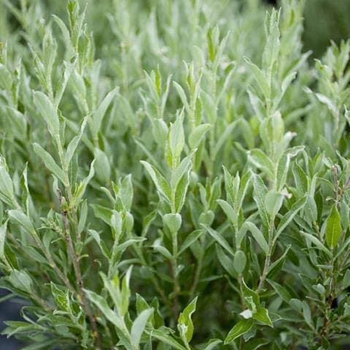 salix-brachycarpa-blue-fox