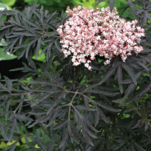sambucus-nigra-laced-up-sitra-laced
