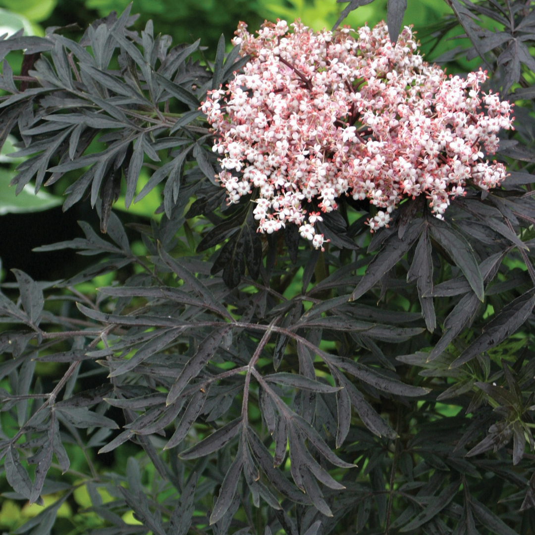 sambucus-nigra-laced-up-sitra-laced