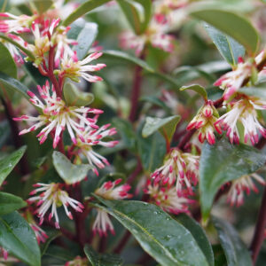 sarcococca-hookeriana-var-humilis-sweet-lo