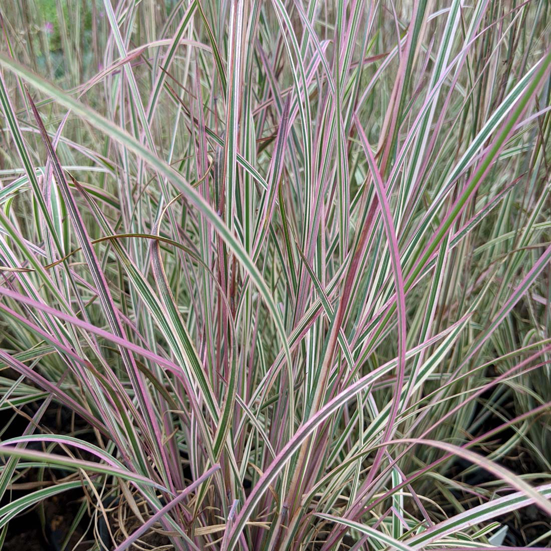 schizachyrium-scoparium-chameleon
