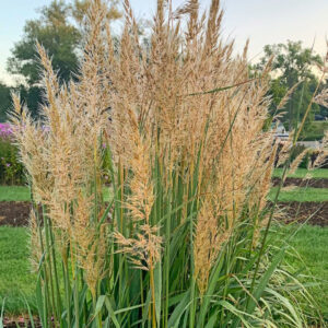 sorghastrum-nutans-golden-sunset