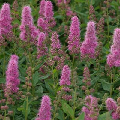 spiraea-billardii-x-triumphans