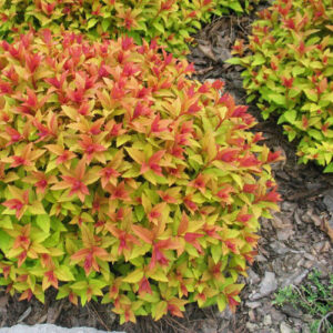 CREATOR: gd-jpeg v1.0 (using IJG JPEG v62), quality = 100