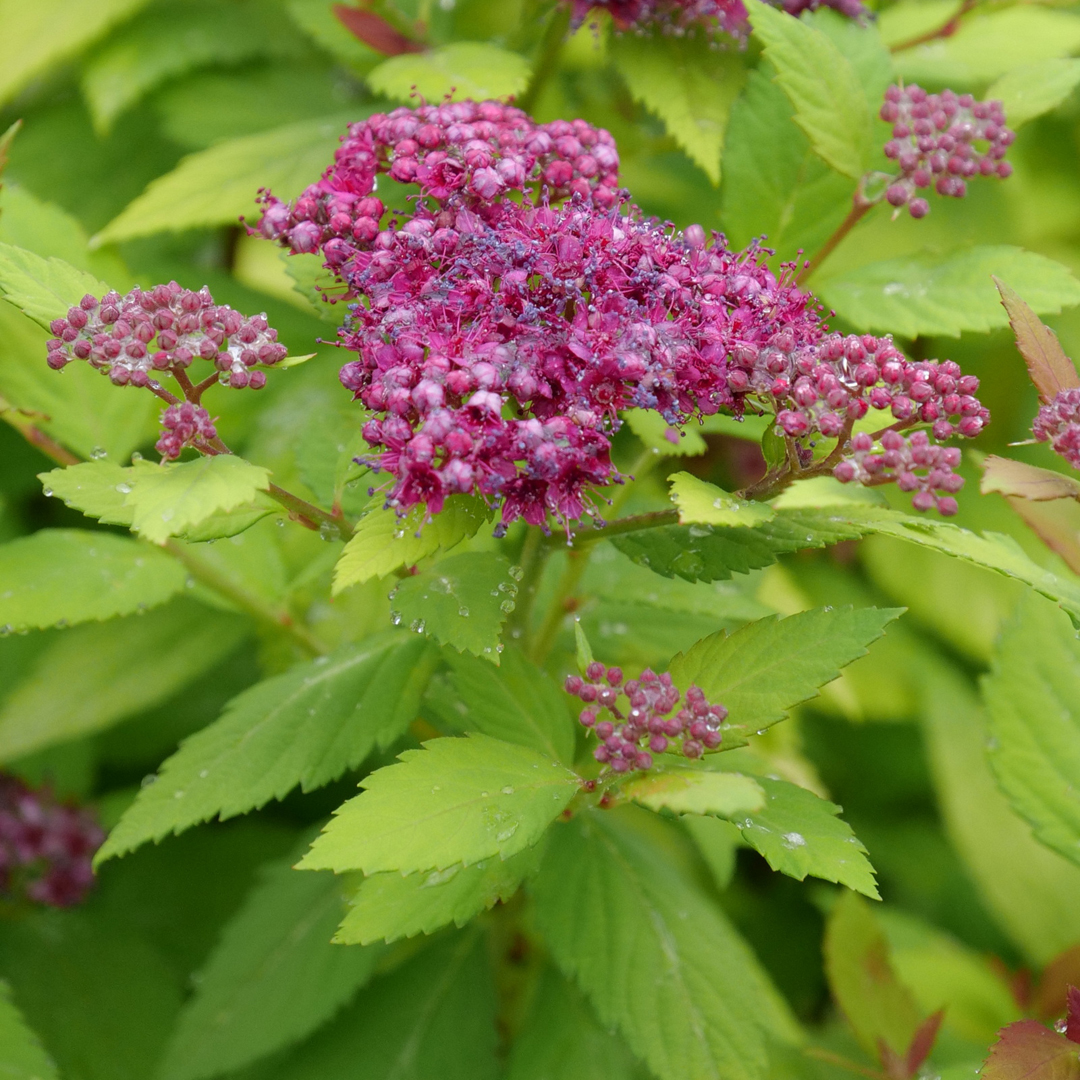 spiraea-japonica-double-play-dolly