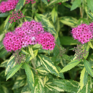 spiraea-japonica-double-play-painted-lady