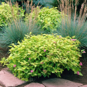 spiraea-japonica-mini-sugo