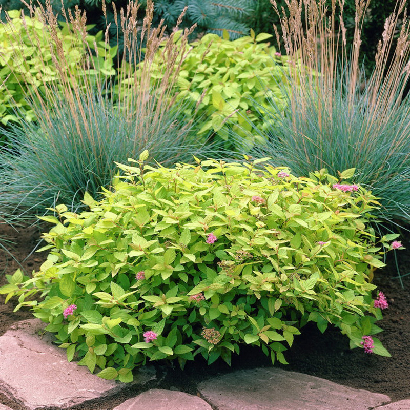 spiraea-japonica-mini-sugo