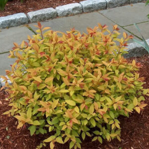 spiraea-japonica-sparkling-carpet