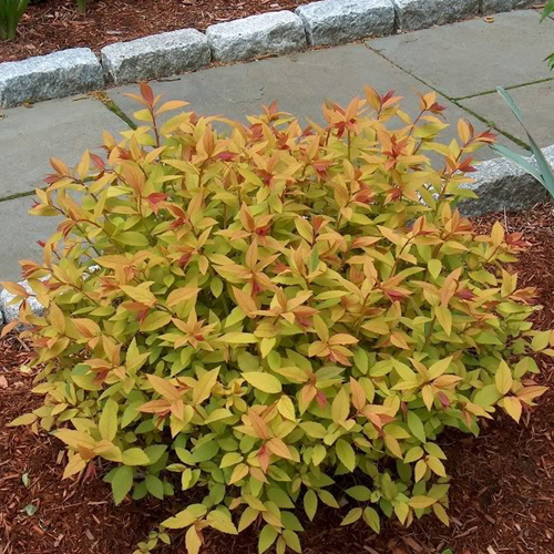 spiraea-japonica-sparkling-carpet