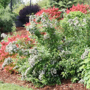 sweet-emotion-blaze-hardy-abelia-abelia-mosanensis