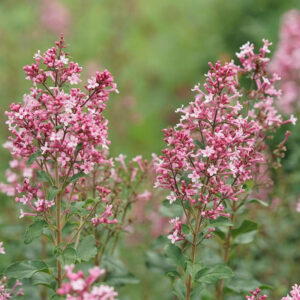 syringa-bloomerang-ballet