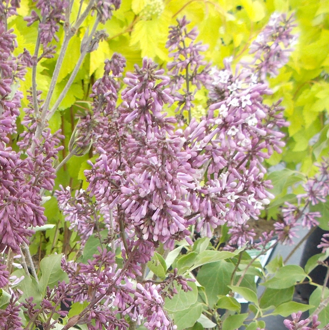 syringa-patula-cinderella