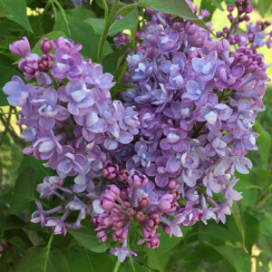 syringa-sensation-double-blue