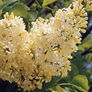 syringa-vulgaris-primrose