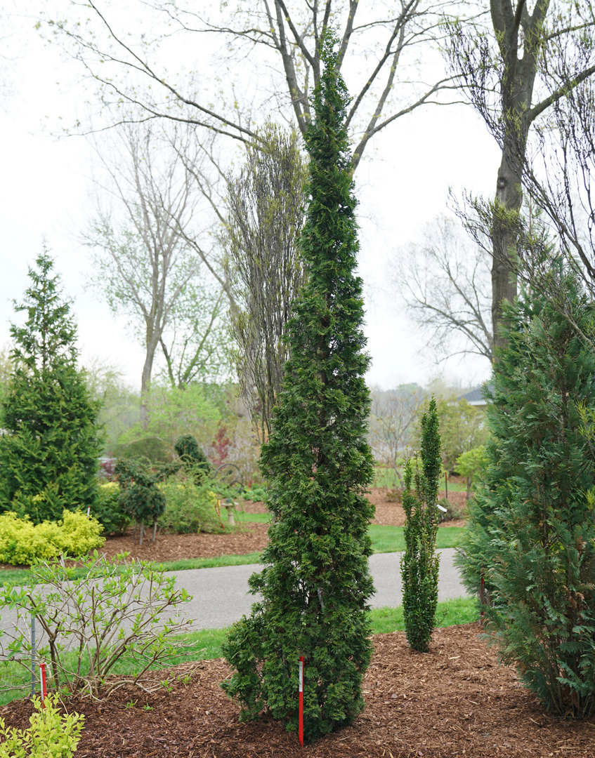 thuja-occidentalis-sting