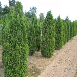 thuya-occidentalis-degroots-spire-std
