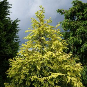 tsuga-canadensis-golden-splendor