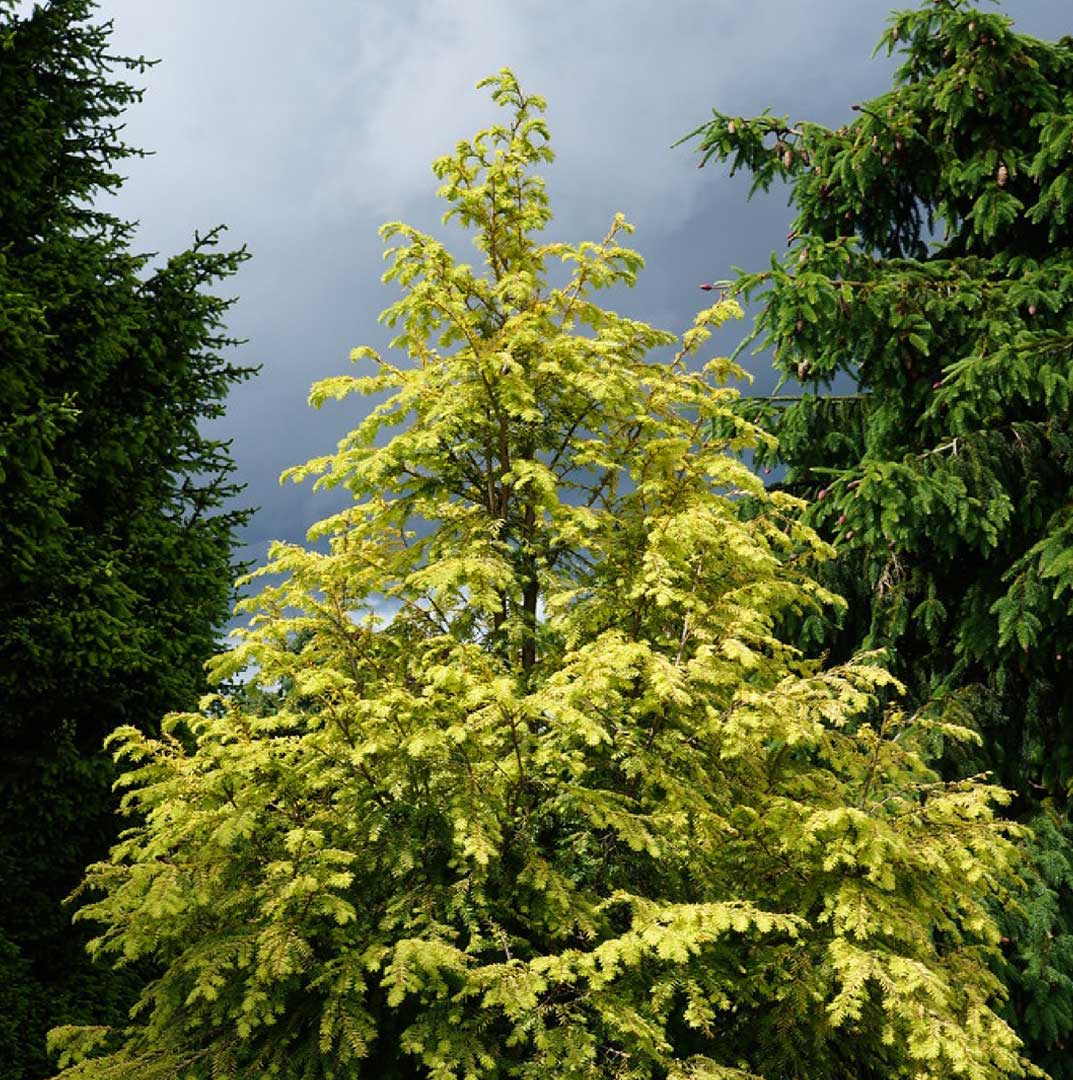 tsuga-canadensis-golden-splendor