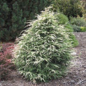 tsuga-canadensis-summer-snow