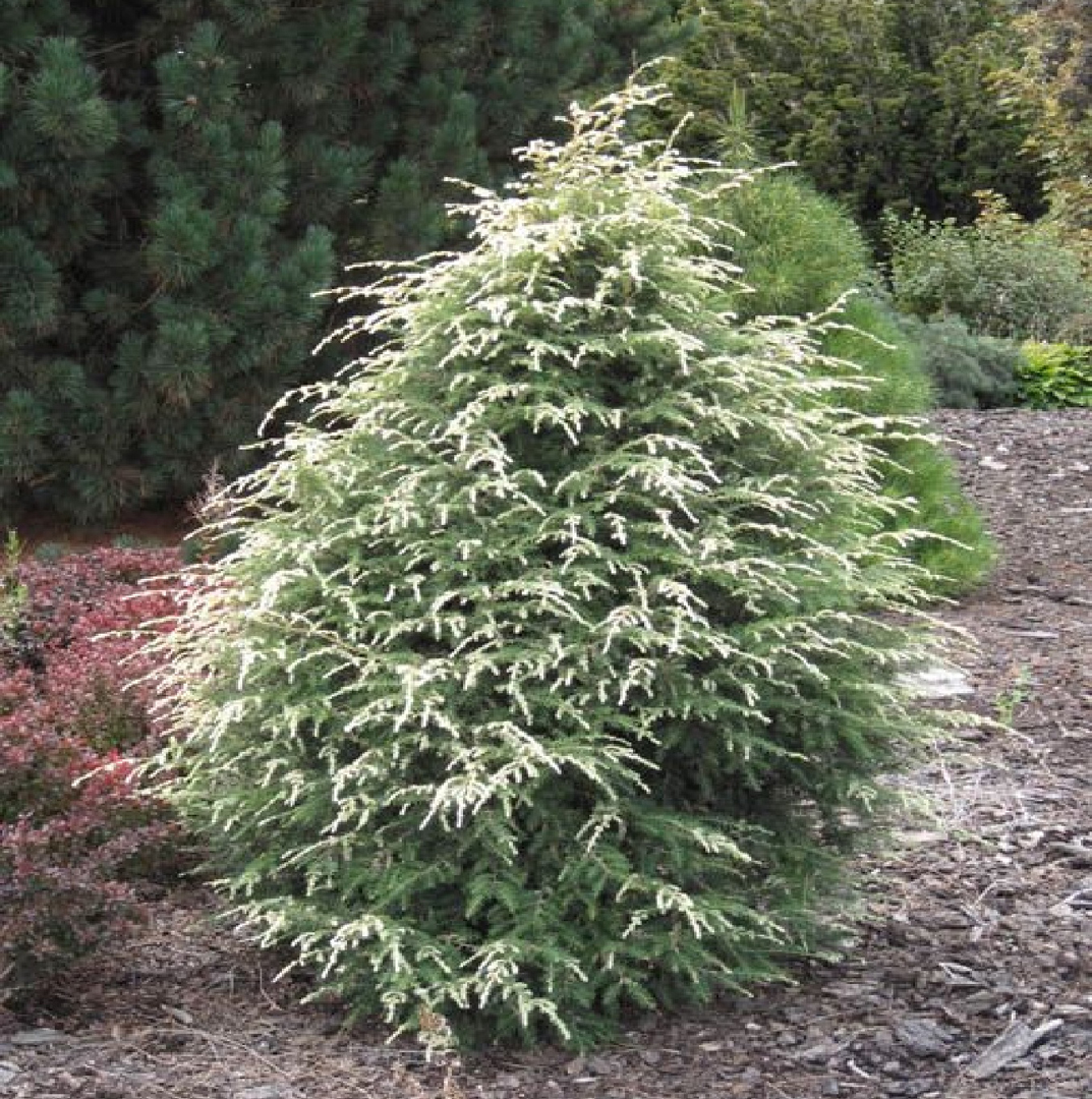 tsuga-canadensis-summer-snow