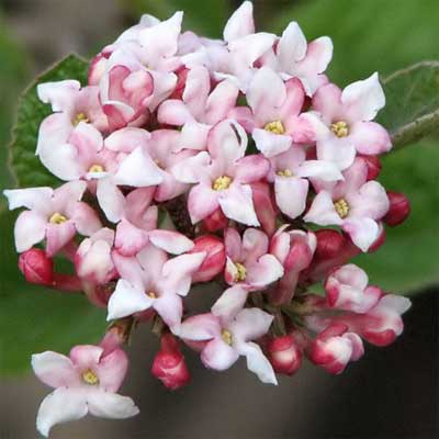 viburnum-carlesii-spice-baby