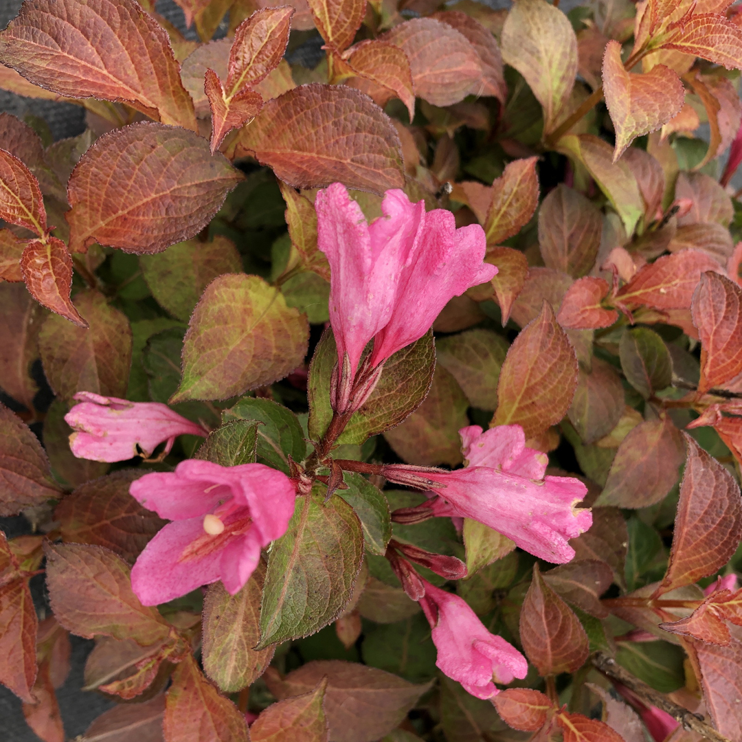 weigela-florida-midnight-sun