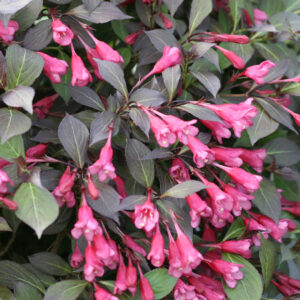 weigela-florida-midnight-wine-shine