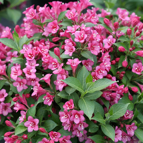 weigela-florida-snippet-dark-pink