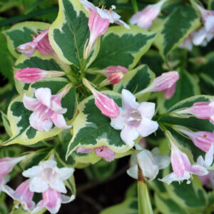 weigela-florida-variegata