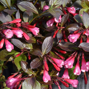 weigela-florida-very-fine-wine