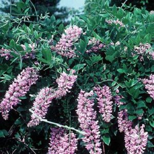 wisteria-macrostachya-aunt-dee